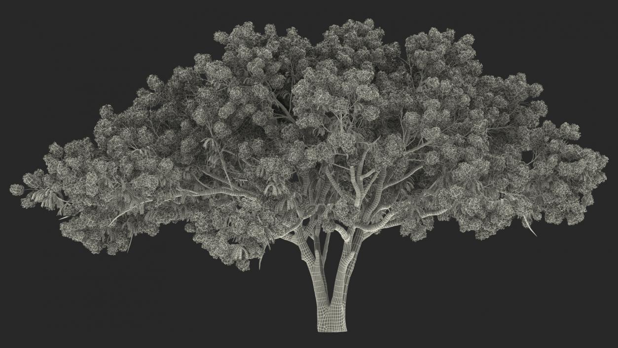 3D Delonix Regia Tree model