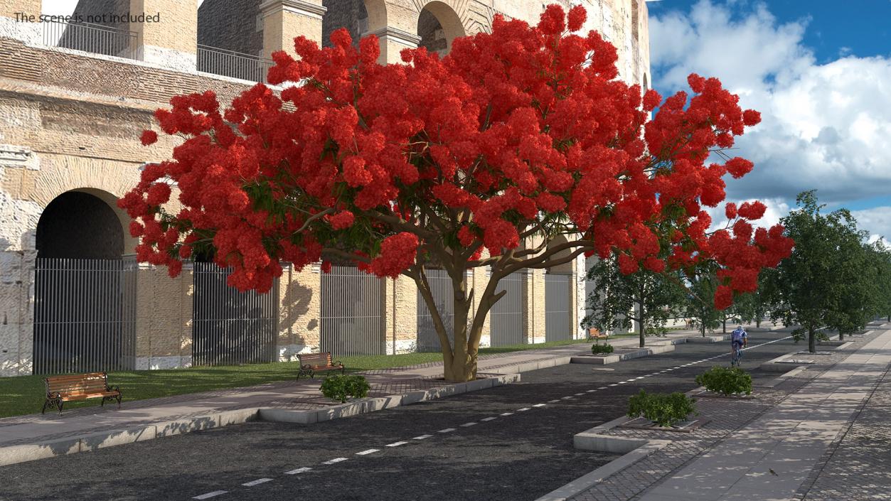 3D Delonix Regia Tree model