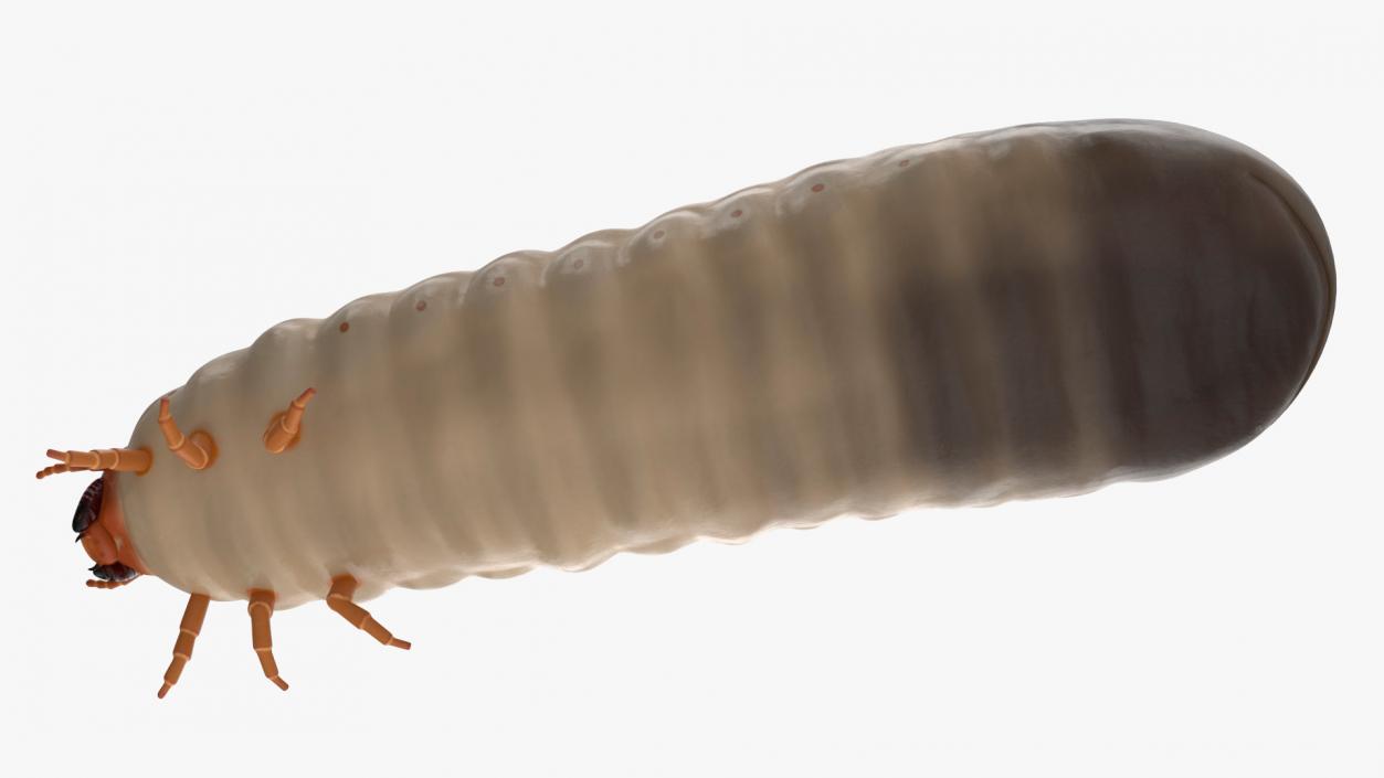 Maggot May Bug 3D model