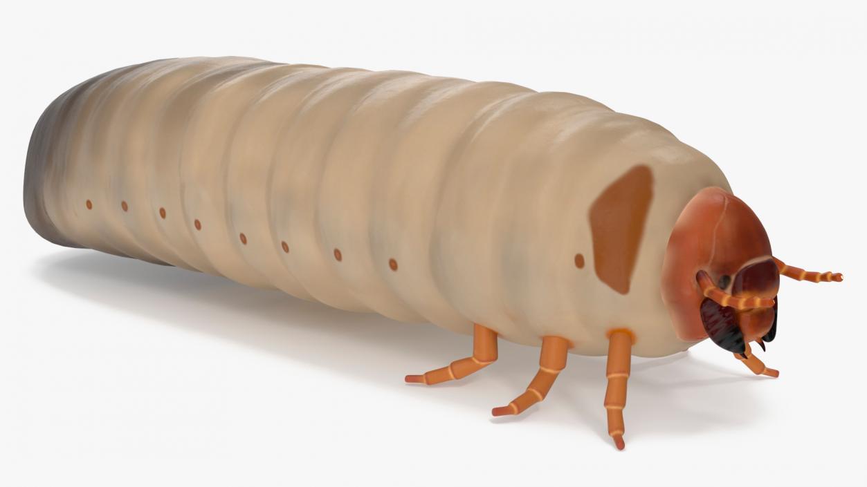 Maggot May Bug 3D model