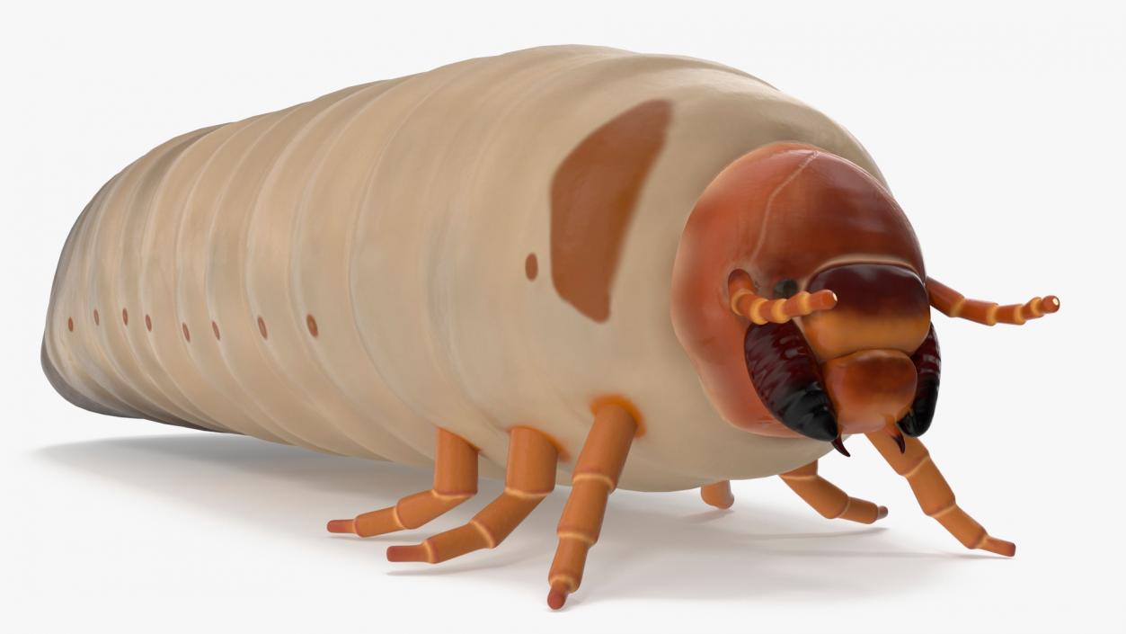 Maggot May Bug 3D model