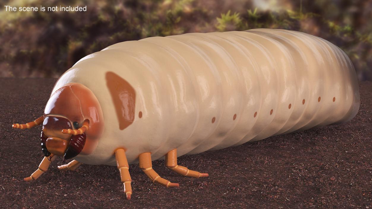 Maggot May Bug 3D model