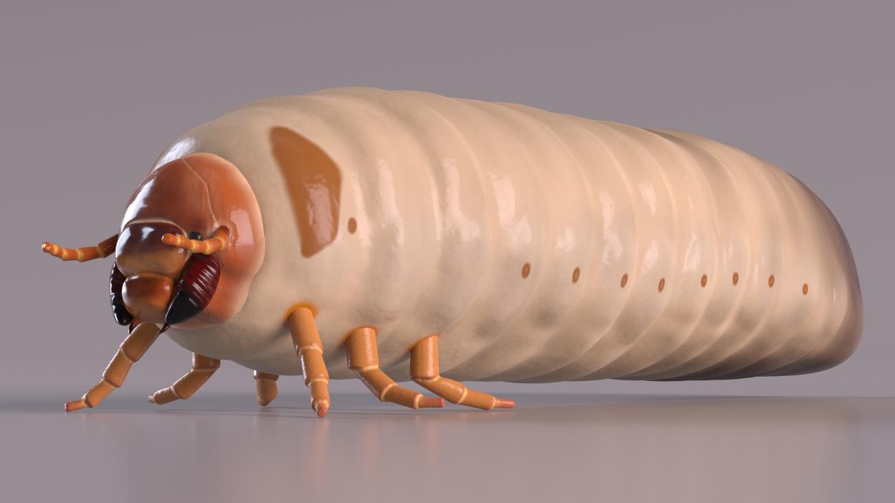 Maggot May Bug 3D model