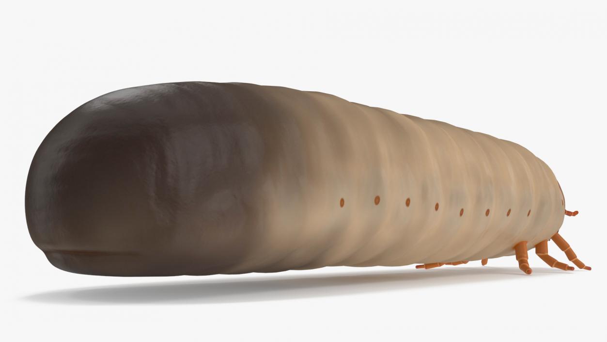 Maggot May Bug 3D model