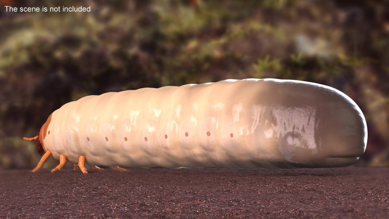 Maggot May Bug 3D model