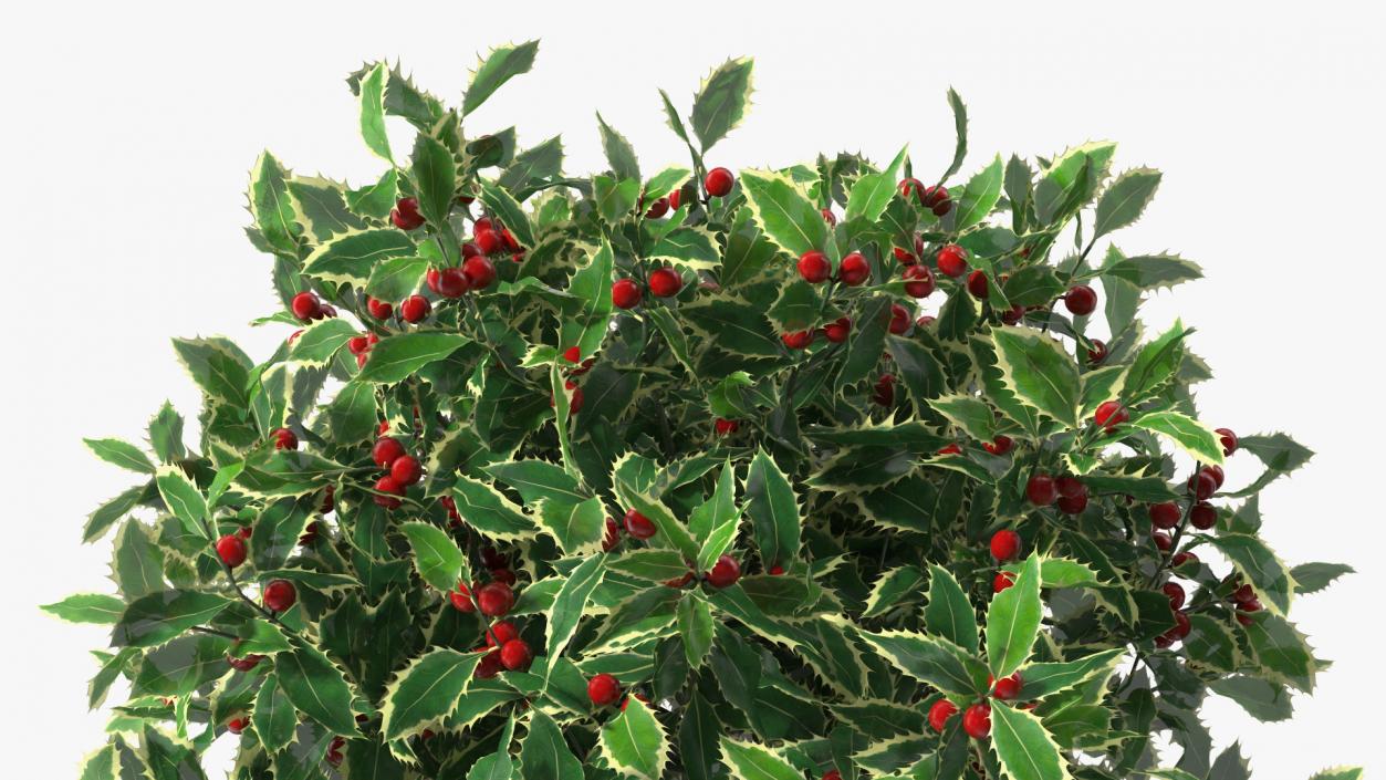 3D Holly Pot Plant with Berries model