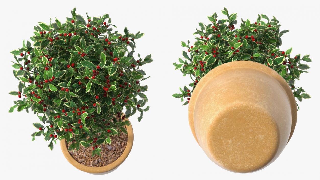 3D Holly Pot Plant with Berries model