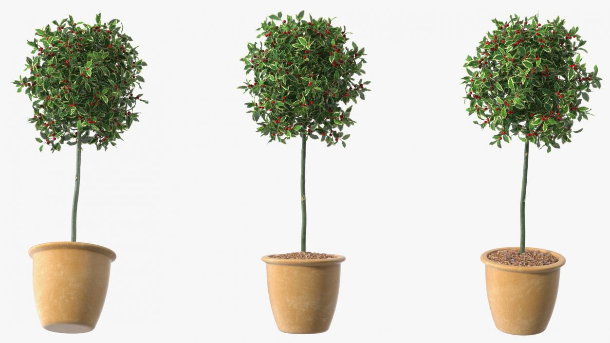 3D Holly Pot Plant with Berries model