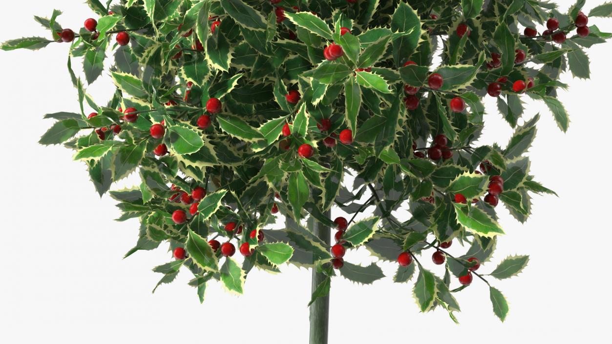 3D Holly Pot Plant with Berries model