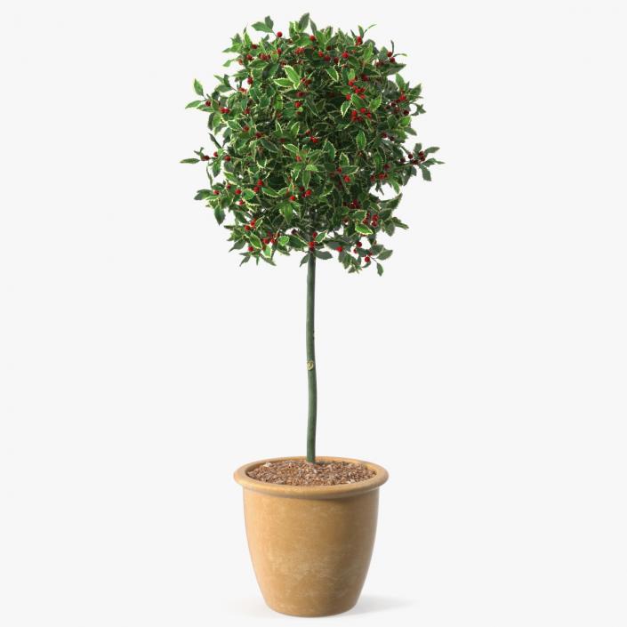 3D Holly Pot Plant with Berries model