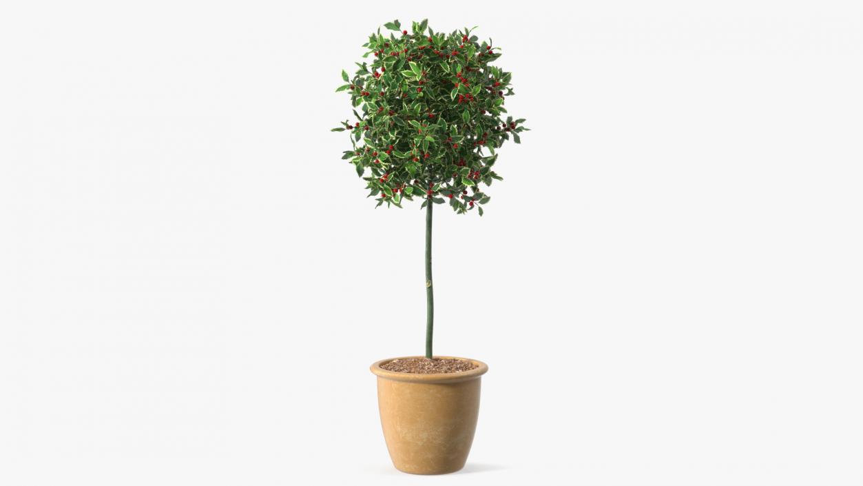 3D Holly Pot Plant with Berries model