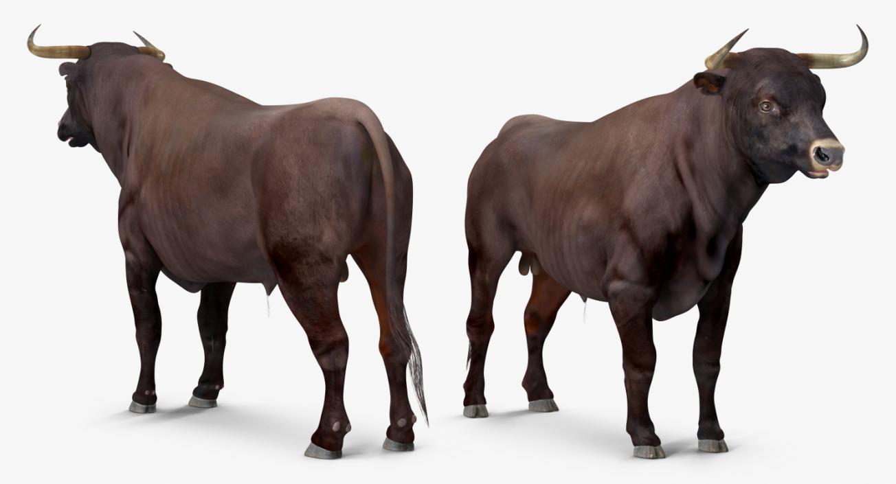 3D model Bull