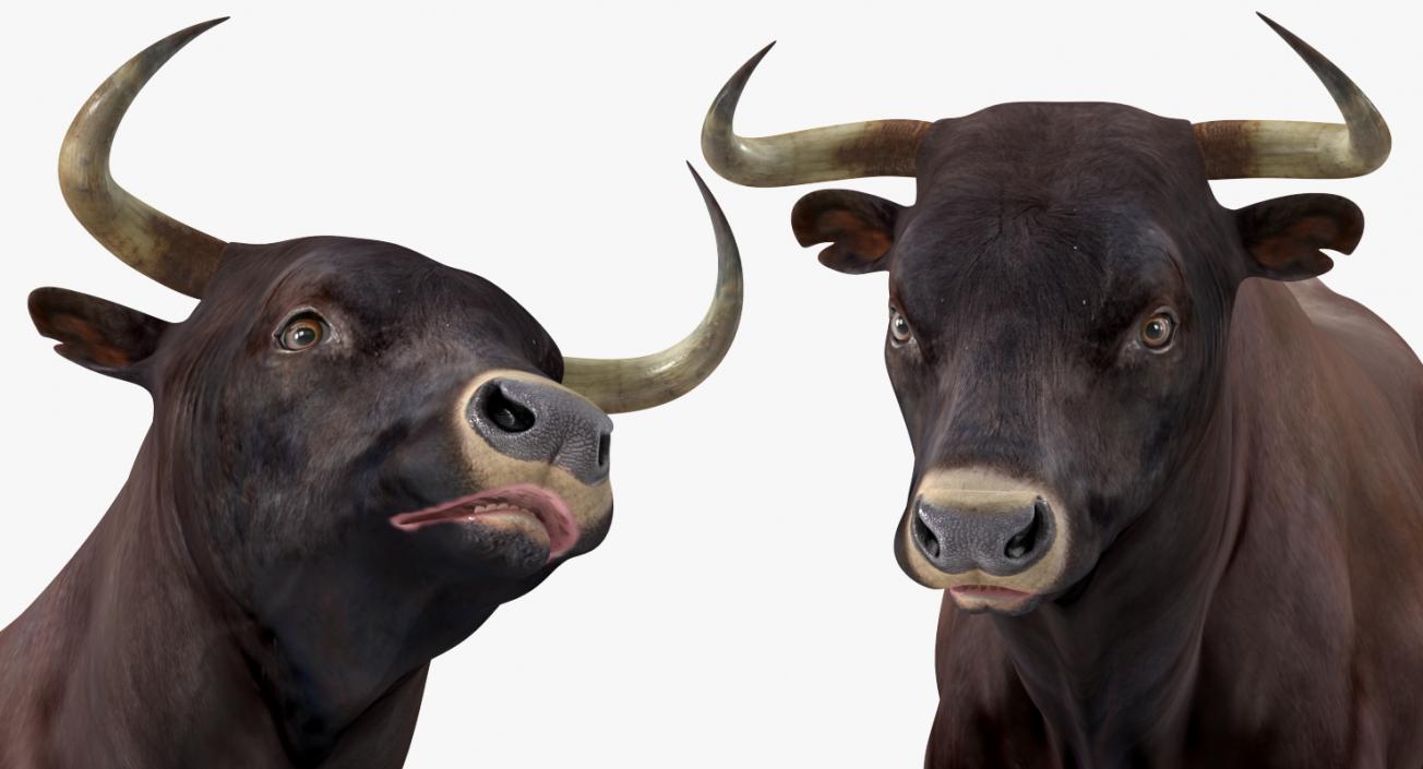 3D model Bull