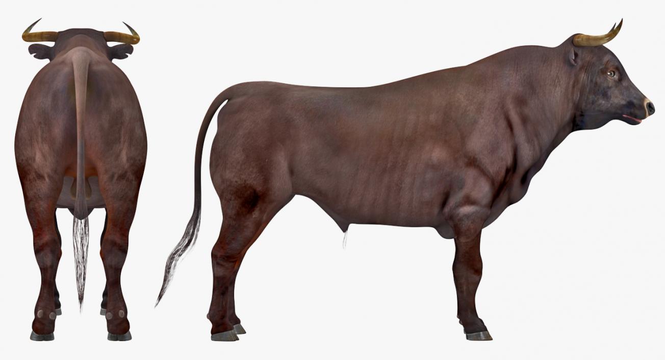 3D model Bull