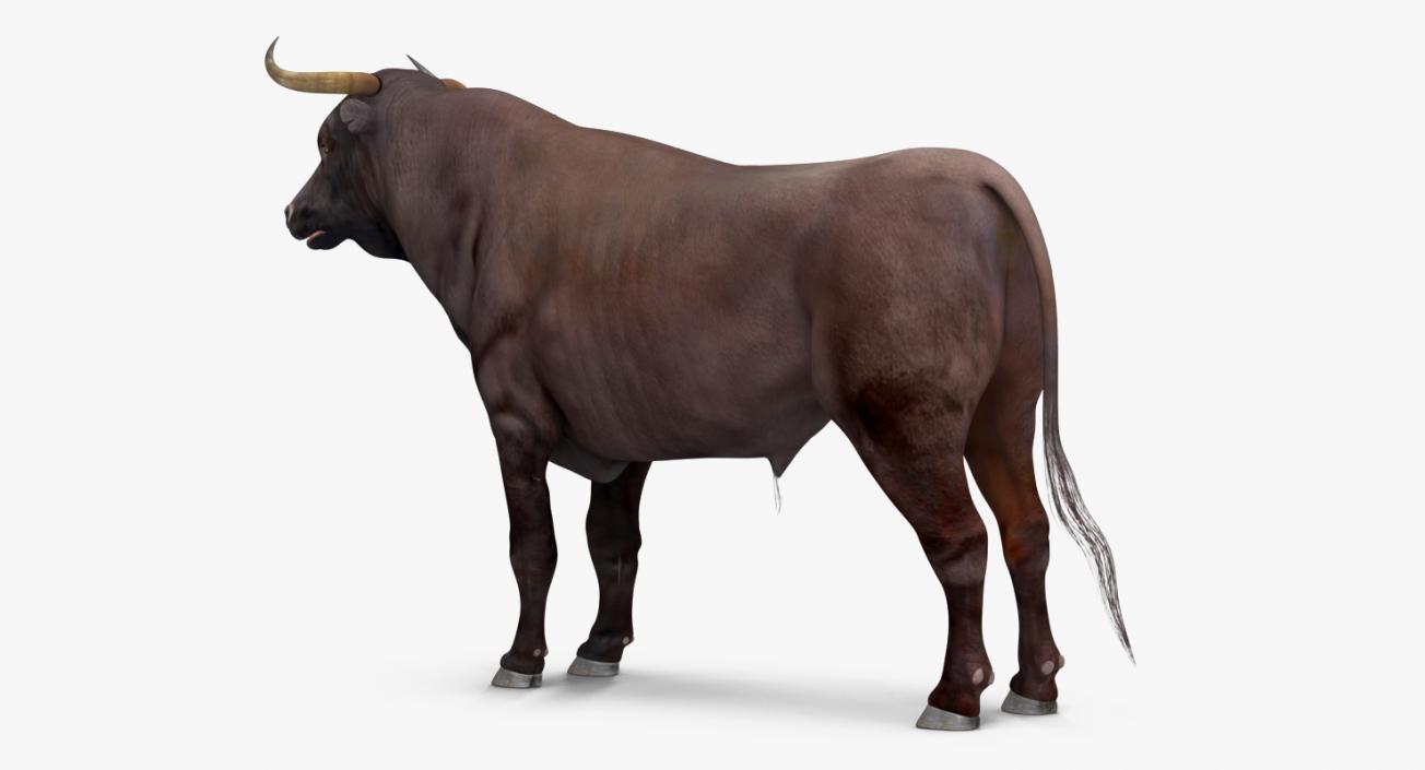 3D model Bull