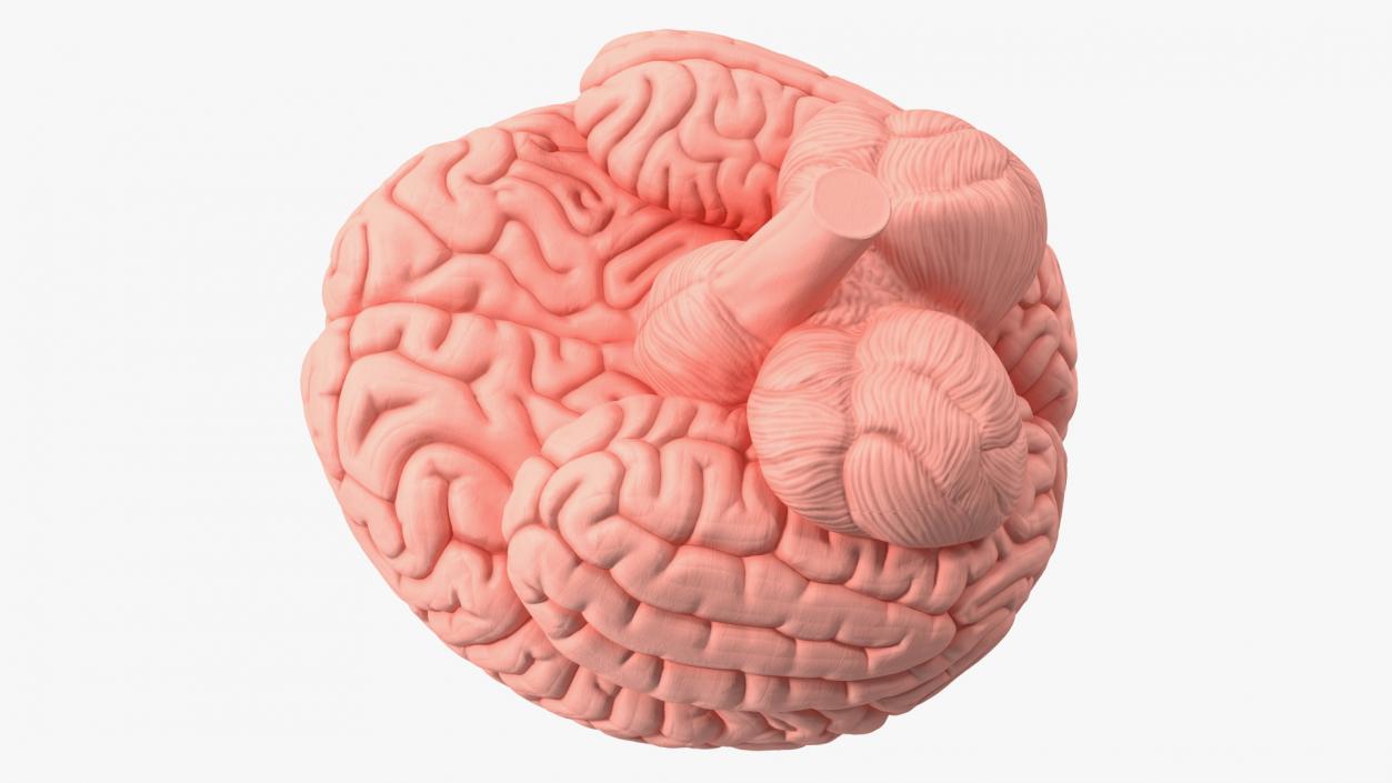 3D Human Brain with Implanted Microchip 2 model