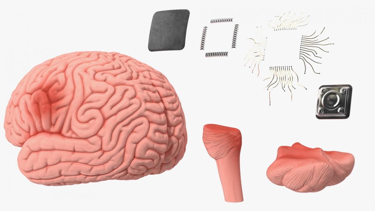 3D Human Brain with Implanted Microchip 2 model