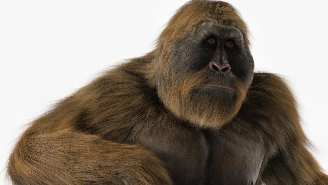 3D model Gigantopithecus in Sitting Pose Fur