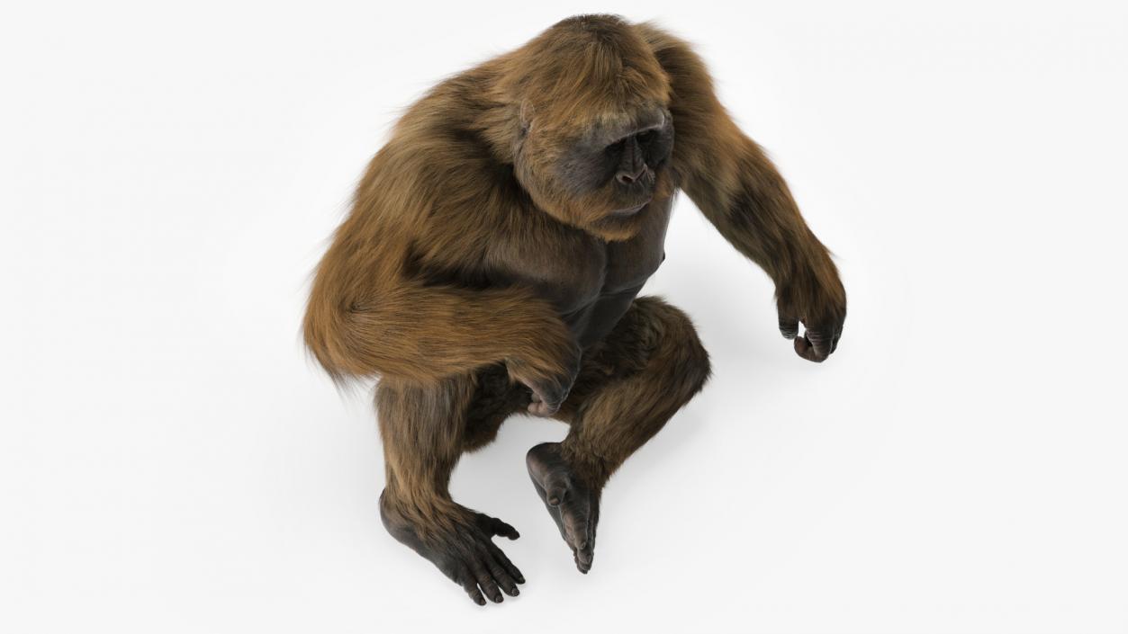 3D model Gigantopithecus in Sitting Pose Fur