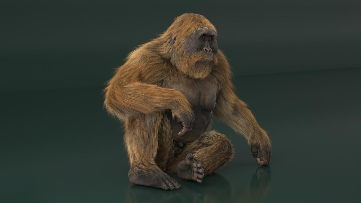 3D model Gigantopithecus in Sitting Pose Fur