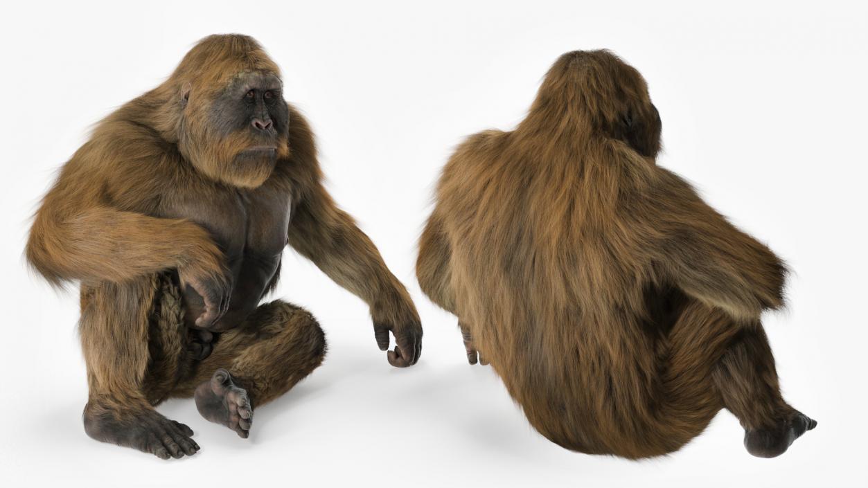 3D model Gigantopithecus in Sitting Pose Fur