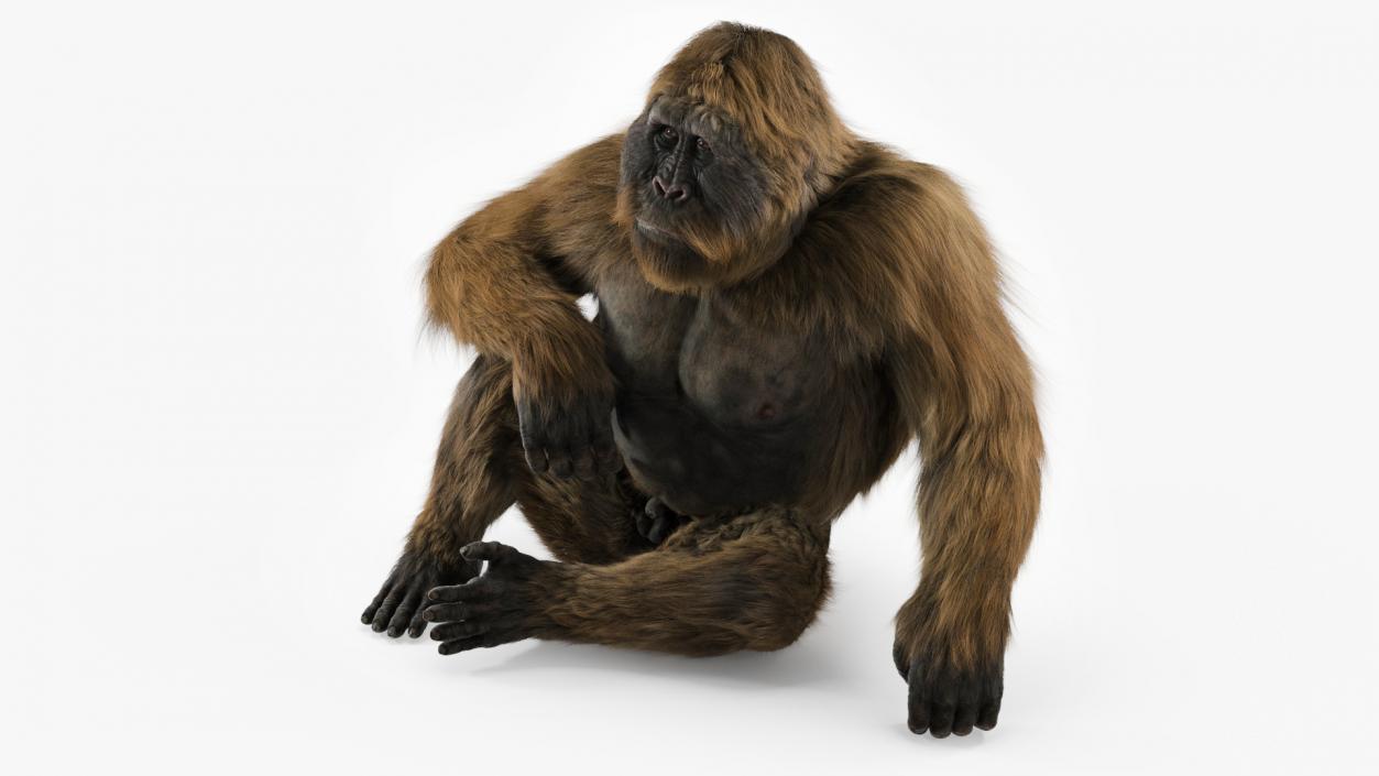 3D model Gigantopithecus in Sitting Pose Fur