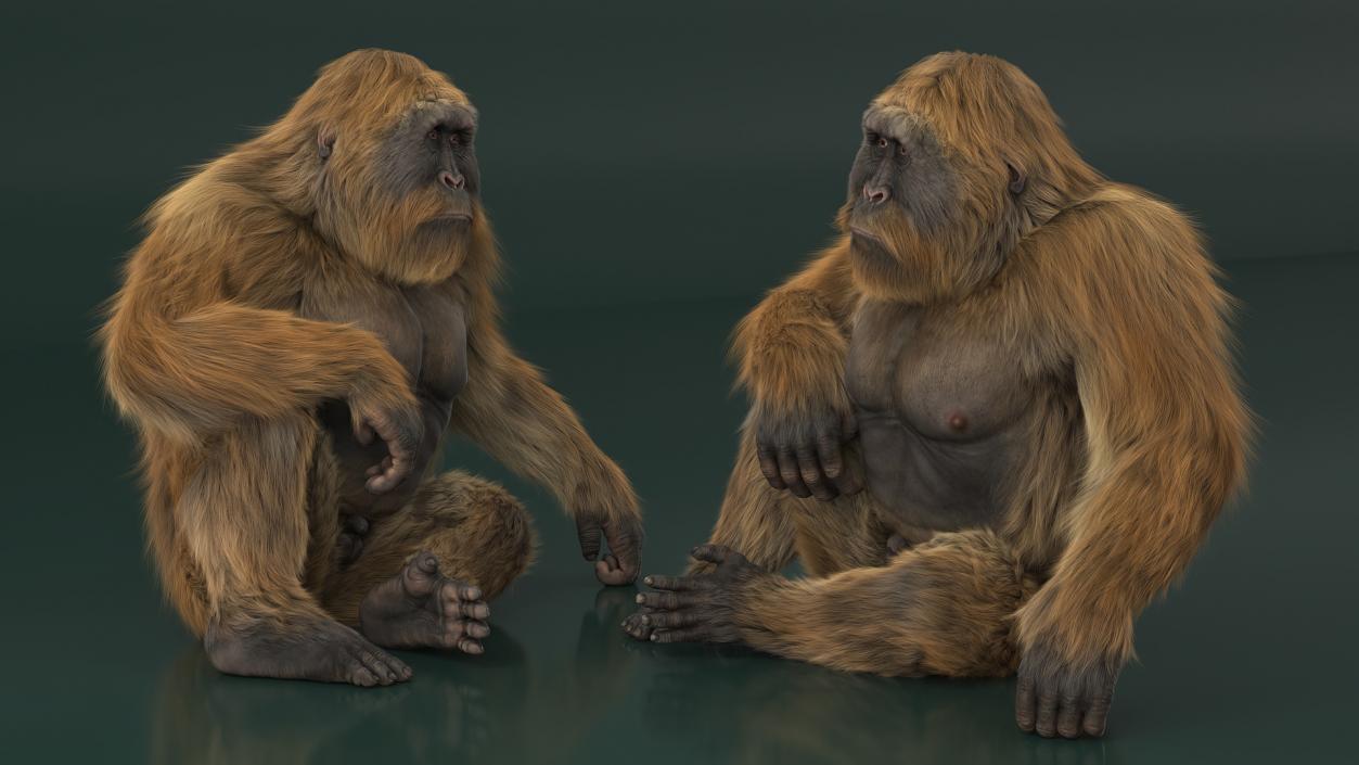 3D model Gigantopithecus in Sitting Pose Fur