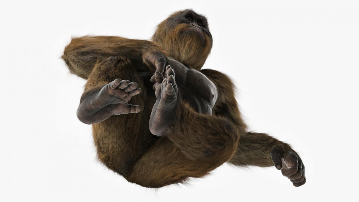 3D model Gigantopithecus in Sitting Pose Fur