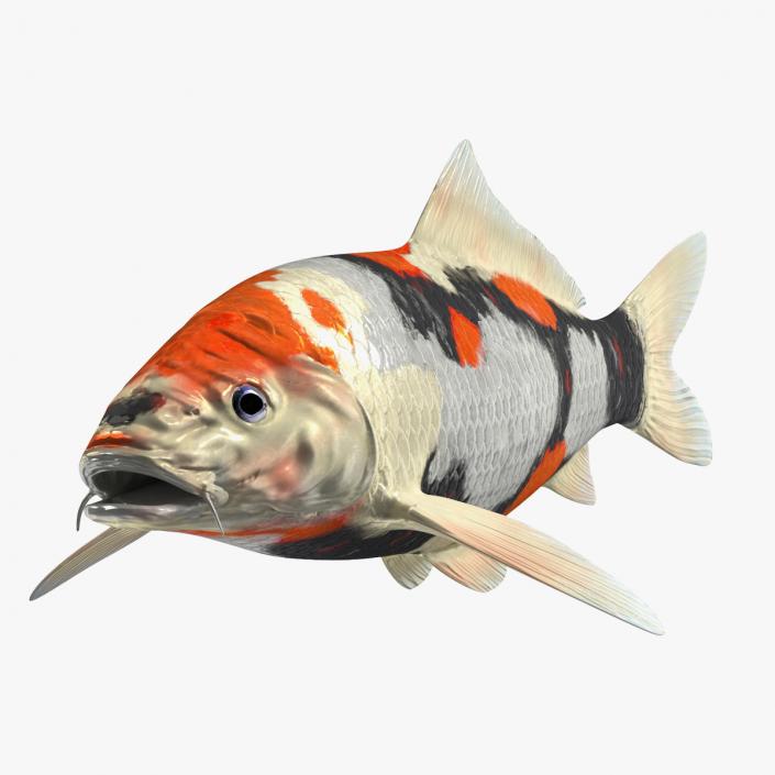 3D Harivake Koi Fish Rigged for Maya model