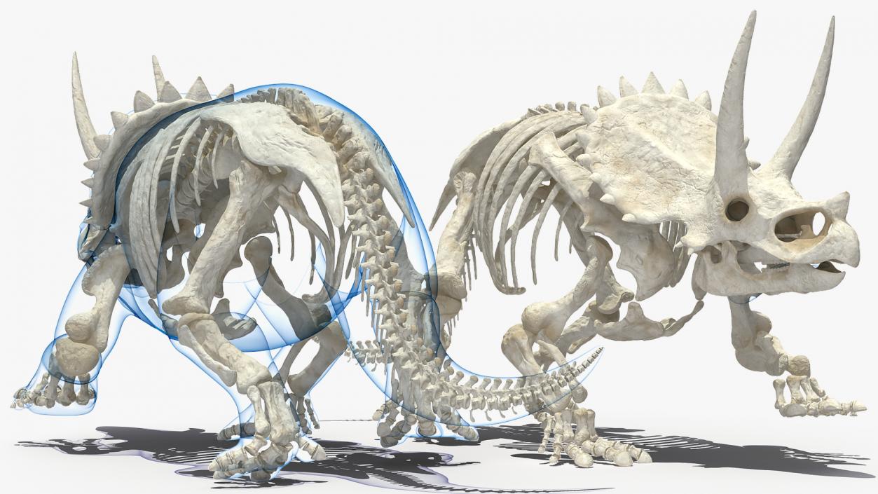 Triceratops Skeleton with Transparent Skin Rigged 3D model