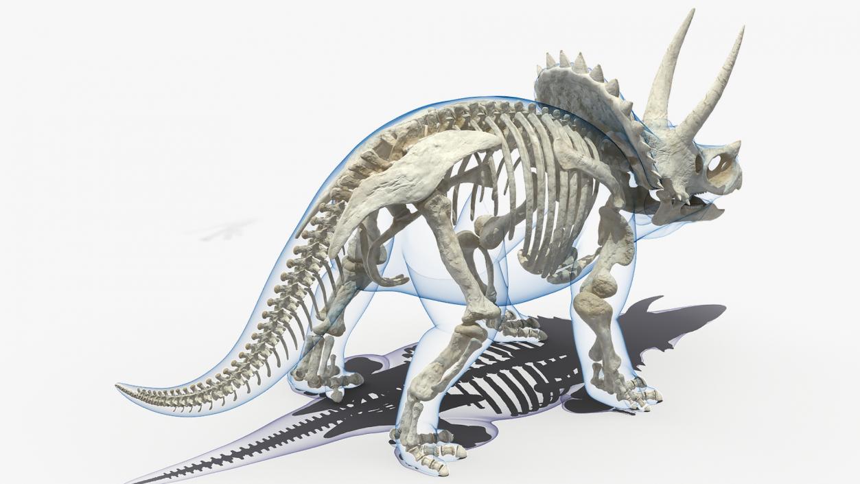 Triceratops Skeleton with Transparent Skin Rigged 3D model