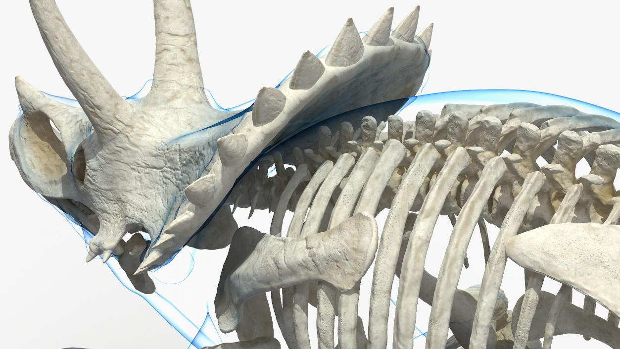 Triceratops Skeleton with Transparent Skin Rigged 3D model