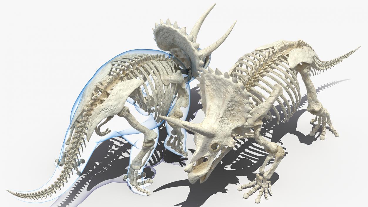 Triceratops Skeleton with Transparent Skin Rigged 3D model