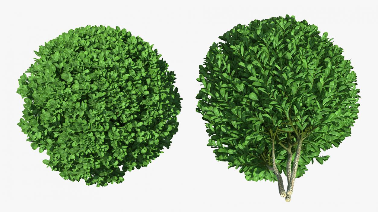 3D Decorative Ball Shaped Boxwood Shrub