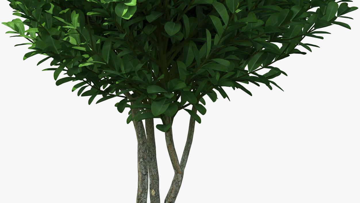 3D Decorative Ball Shaped Boxwood Shrub