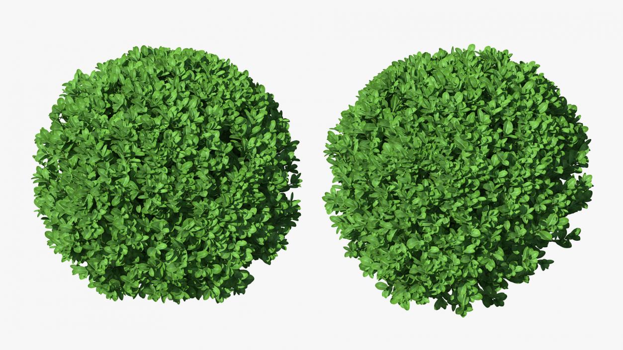 3D Decorative Ball Shaped Boxwood Shrub