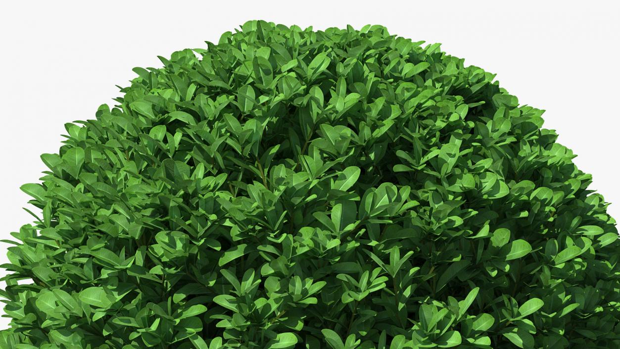 3D Decorative Ball Shaped Boxwood Shrub