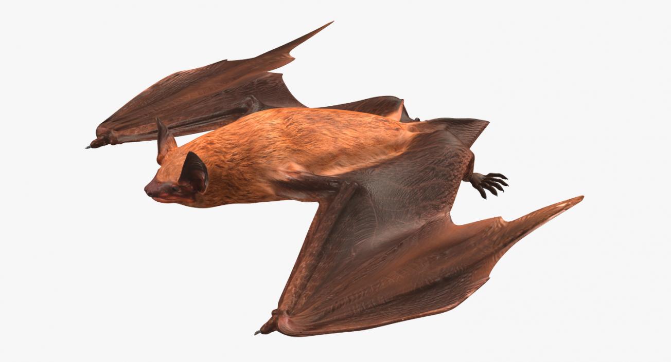 Flying Bat 2 3D