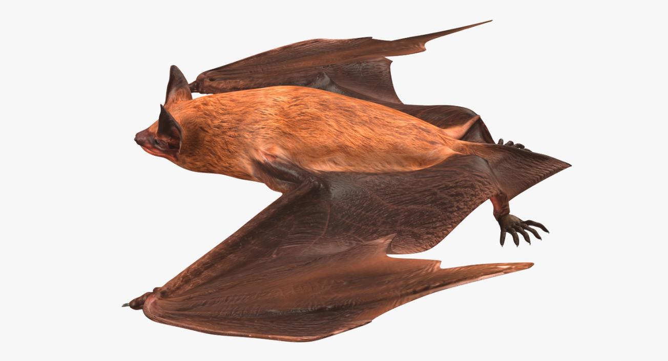 Flying Bat 2 3D