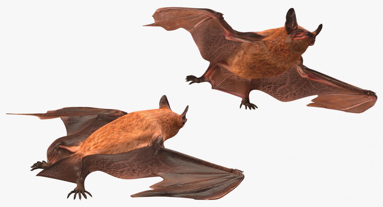 Flying Bat 2 3D