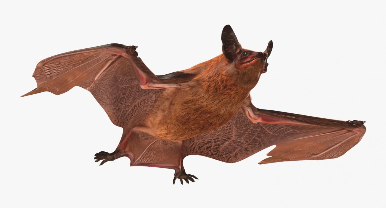 Flying Bat 2 3D