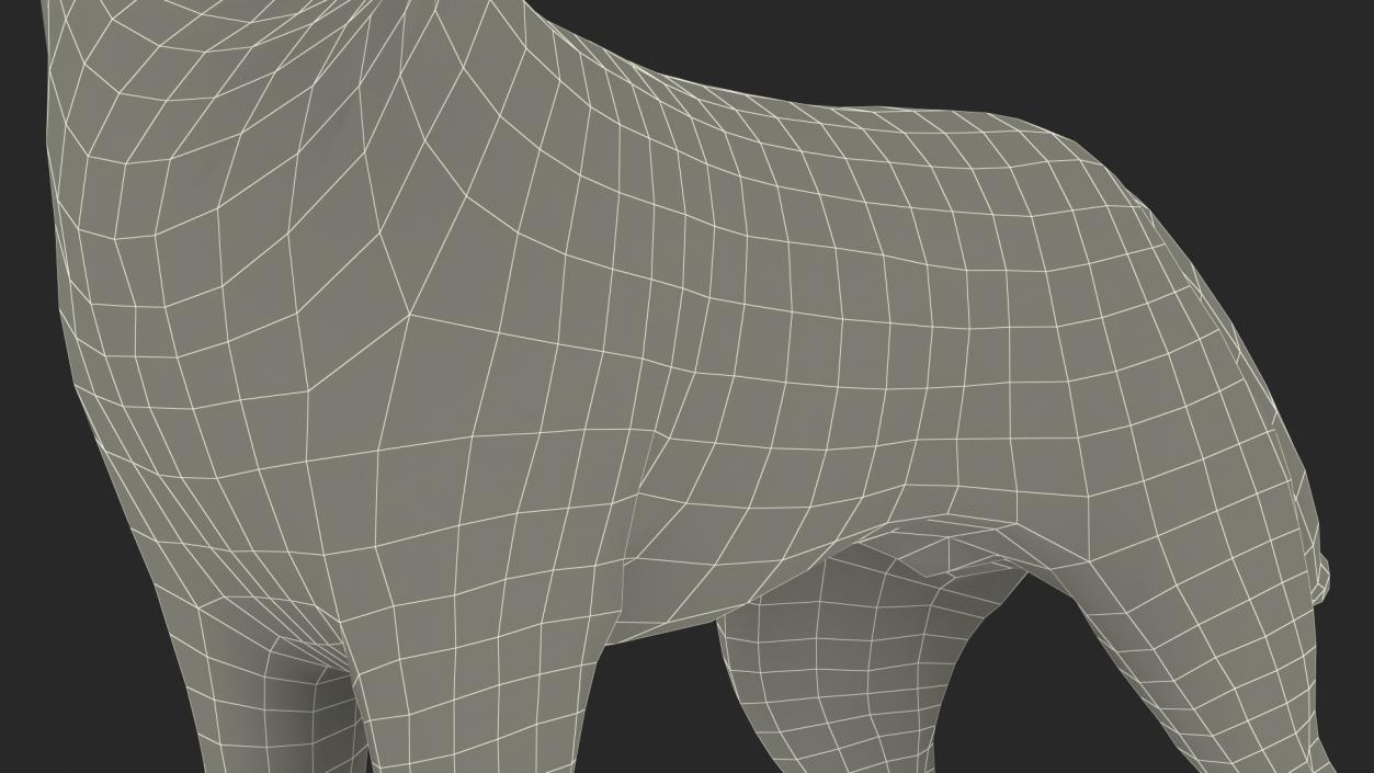 3D Siberian Husky Black Standing Pose Fur model