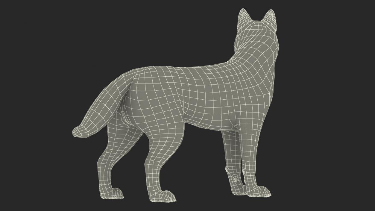 3D Siberian Husky Black Standing Pose Fur model