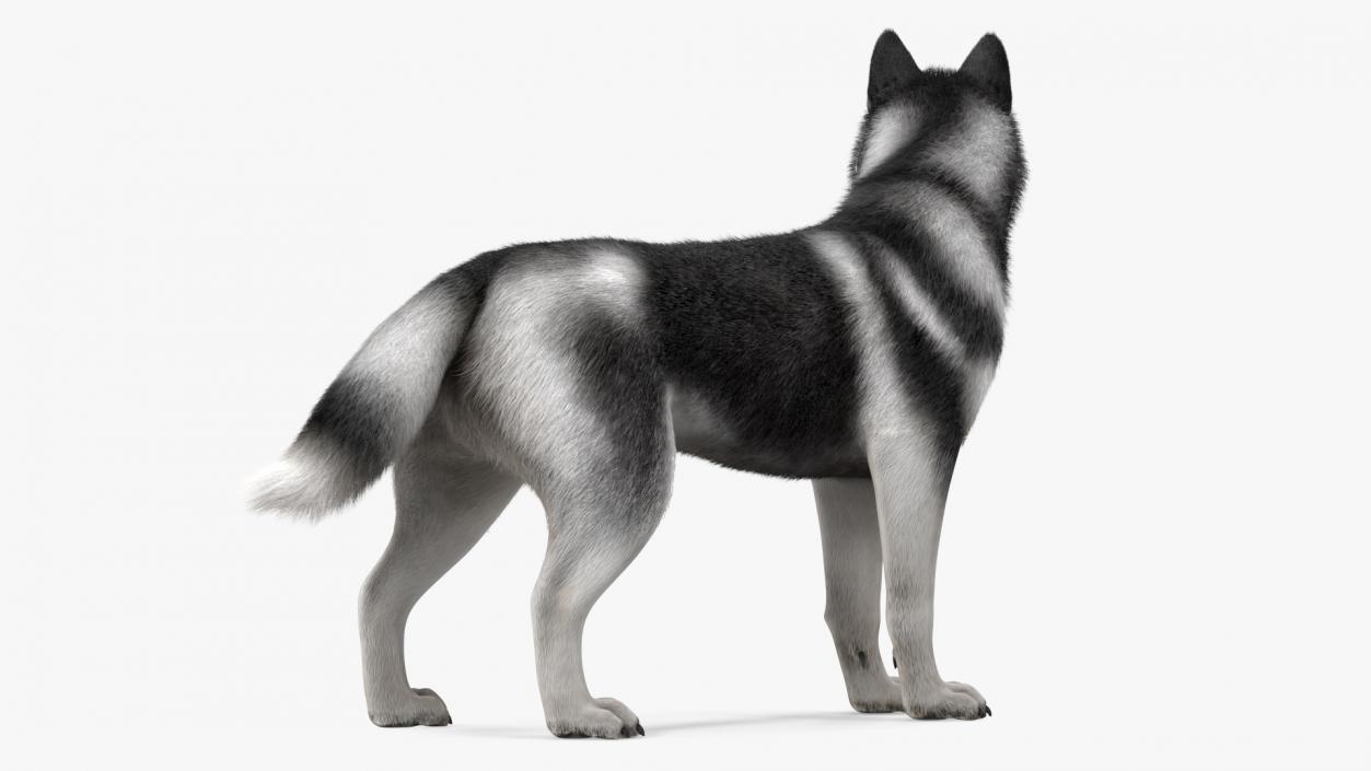 3D Siberian Husky Black Standing Pose Fur model