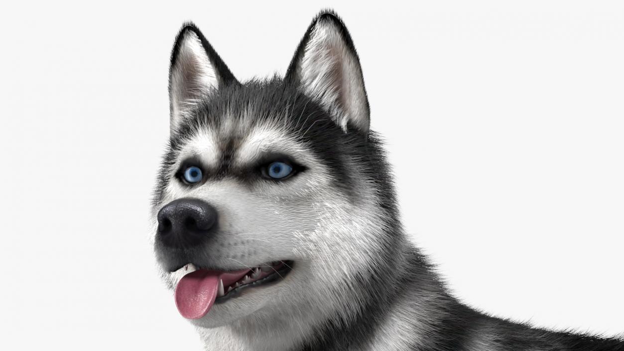 3D Siberian Husky Black Standing Pose Fur model