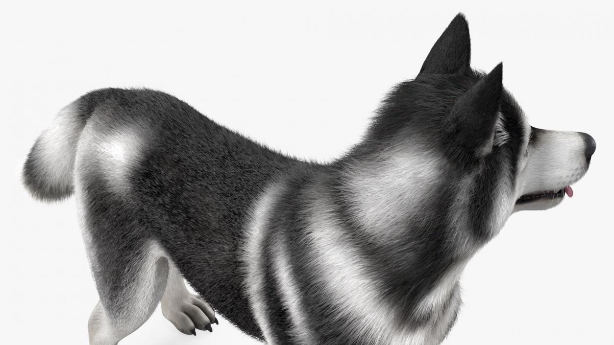 3D Siberian Husky Black Standing Pose Fur model