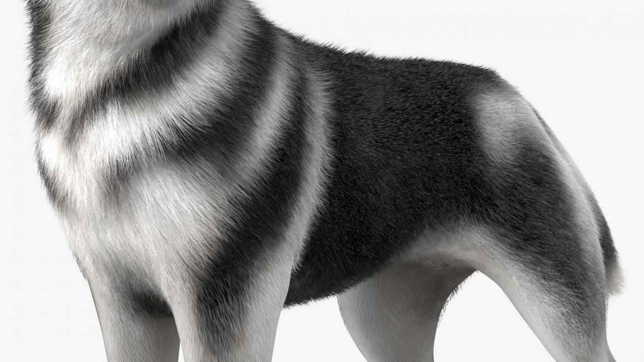 3D Siberian Husky Black Standing Pose Fur model