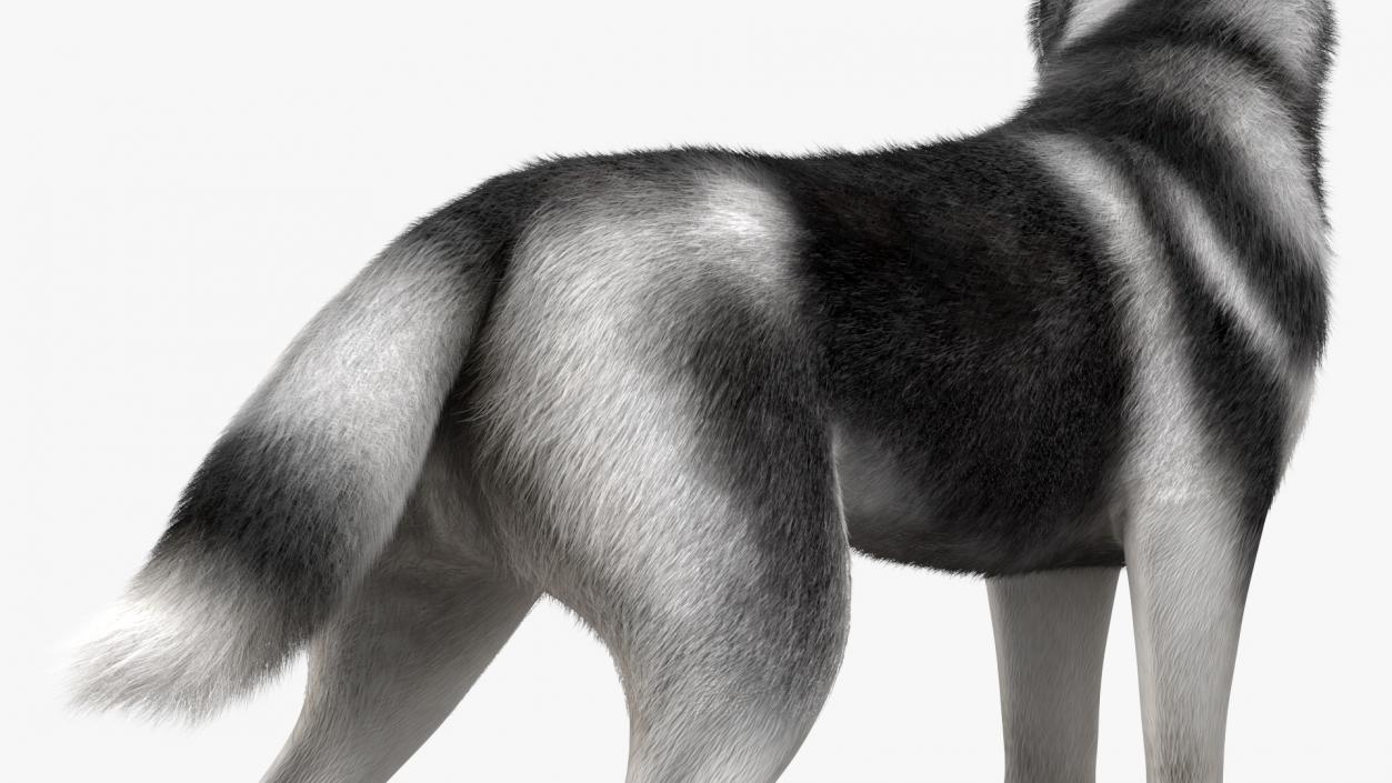 3D Siberian Husky Black Standing Pose Fur model