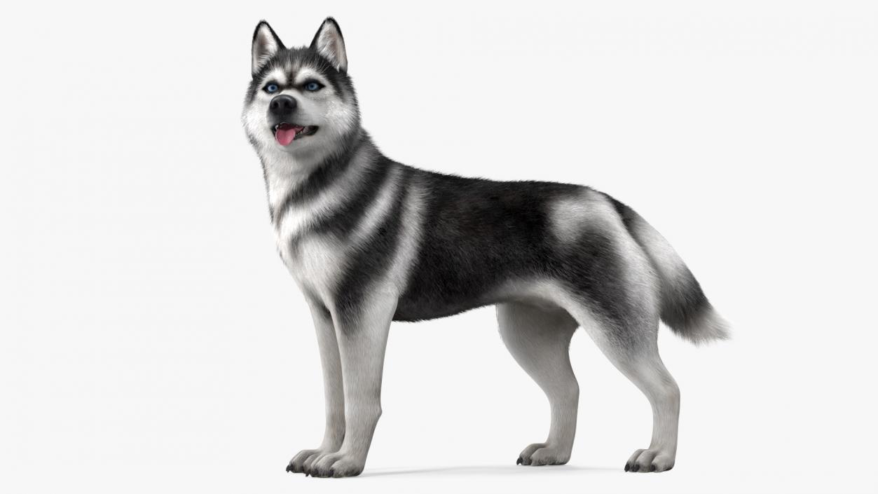 3D Siberian Husky Black Standing Pose Fur model