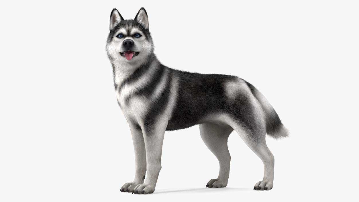 3D Siberian Husky Black Standing Pose Fur model